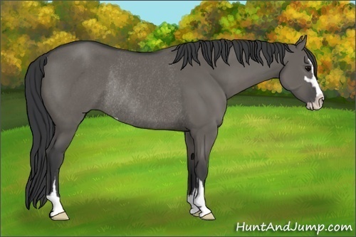 Horse Color:Grullo Sabino Rabicano