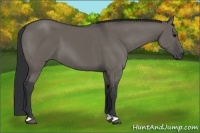 Horse Color:Grullo 