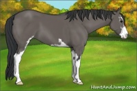Horse Color:Grullo Sabino
