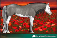 Horse Color:Grullo Splash Rabicano 