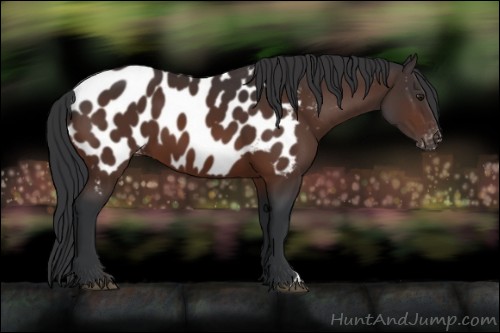 Horse Color:Brown Appaloosa