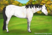 Horse Color:Bay Ice Dun 