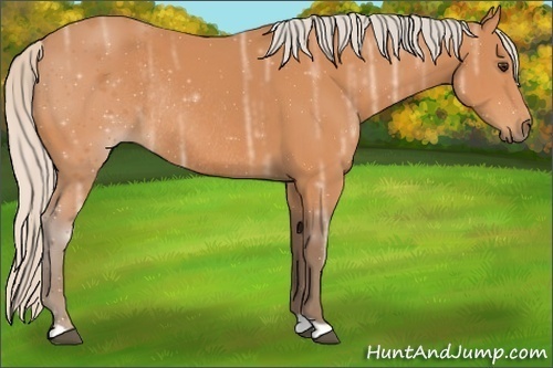 Horse Color:Silver Buckskin Ice Rabicano 