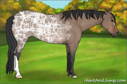Horse Color:Bay Ice Dun Rabicano