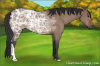 Horse Color:Bay Ice Dun Rabicano 