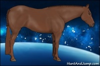 Horse Color:Chestnut Sabino 