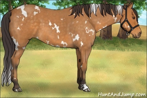 Horse Color:White Spotted Buckskin Roan 