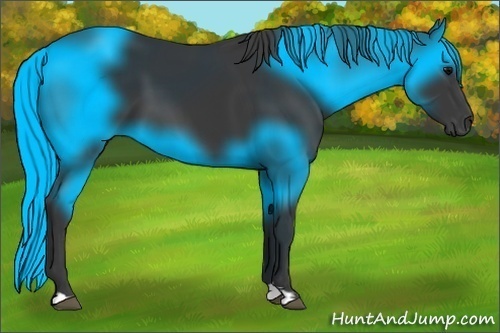 Horse Color:Black 