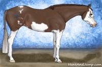 Horse Color:Liver Chestnut Splash Frame Appaloosa 