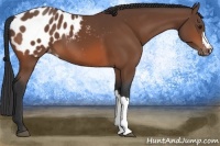 Horse Color:Bay Appaloosa 