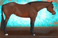 Horse Color:Bay Appaloosa