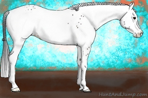 Horse Color:White Spotted Brown Blanket 