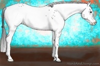 Horse Color:White Spotted Brown Appaloosa 
