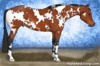 Horse Color:White Spotted Bay 