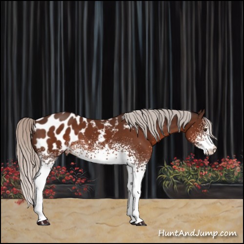 Horse Color:White Spotted Silver Brown Blanket 