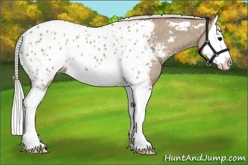 Horse Color:Silver Grullo Splash Appaloosa 