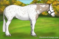 Horse Color:Silver Grullo Splash Appaloosa 