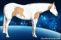 Horse Color:Gold Champagne Splash Tobiano 