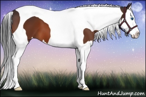 Horse Color:Bay Splash Tobiano