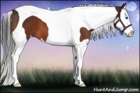 Horse Color:Bay Splash Tobiano