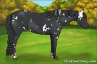Horse Color:White Spotted Black