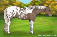 Horse Color:Silver Black Tobiano Blanket