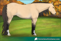 Horse Color:Buckskin 