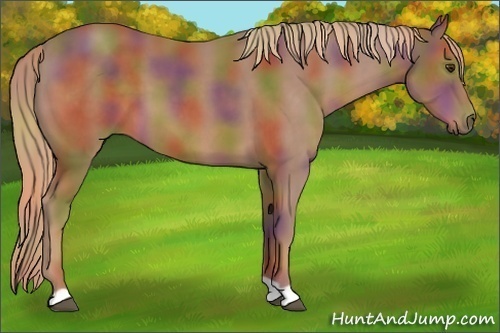 Horse Color:Nacre Chestnut 