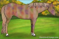 Horse Color:Nacre Chestnut 
