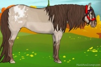 Horse Color:Liver Red Dun Appaloosa 