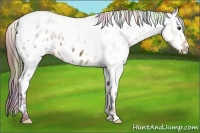 Horse Color:Nacre White Spotted Liver Chestnut Appaloosa