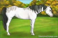 Horse Color:Plaid  Brown Ice Roan Splash Frame 