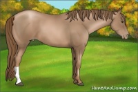 Horse Color:Liver Chestnut Pearl 