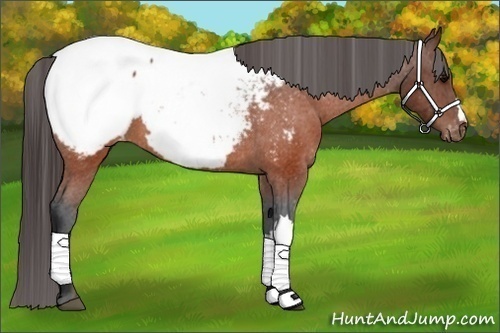 Horse Color:Brown Appaloosa