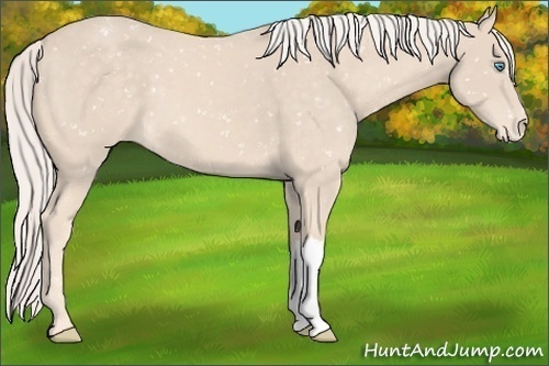 Horse Color:Cremello Snowflake Varnish