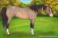 Horse Color:Buckskin Roan Splash Rabicano