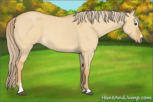 Horse Color:Palomino Roan Dun Sabino 