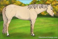 Horse Color:Palomino Roan Dun Sabino