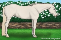 Horse Color:Smoky Creme Roan