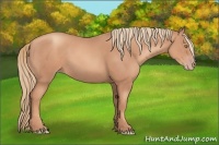 Horse Color:Gold Champagne