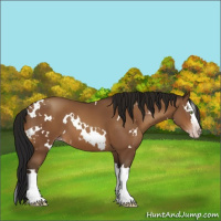 Horse Color:Gray White Spotted Sable Champagne Splash 