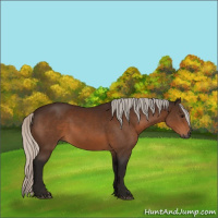 Horse Color:Gray Silver Bay 