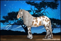 Horse Color:Silver Buckskin Dun Sabino Appaloosa 