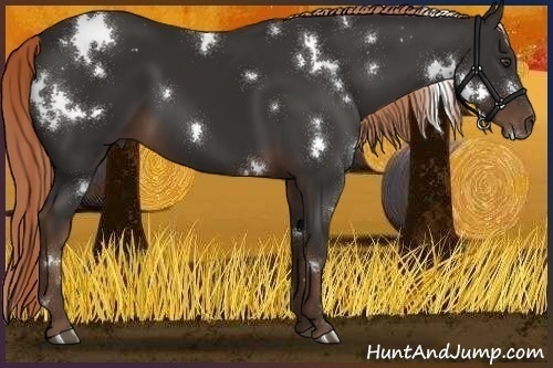 Horse Color:White Spotted Liver Chestnut 
