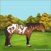 Horse Color:Buckskin Appaloosa 