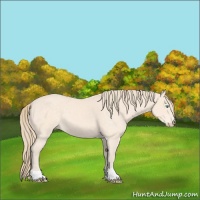 Horse Color:Perlino