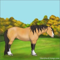 Horse Color:Buckskin Sabino 