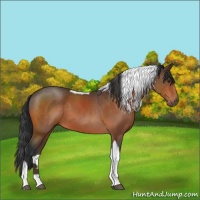 Horse Color:Brown Sabino Tobiano
