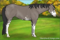 Horse Color:Grullo Sabino 