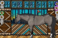 Horse Color:Grullo
